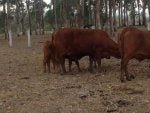 Plant Working animal Tree Natural landscape Wood